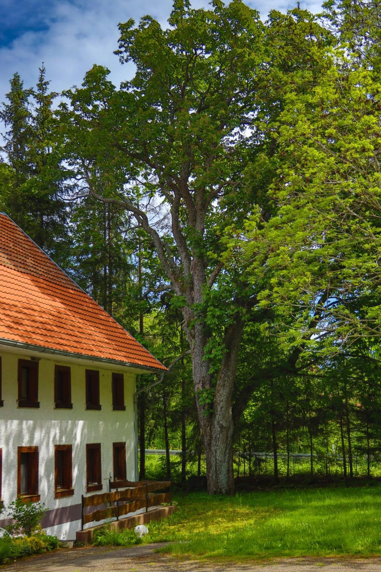 Schwarzwald Escape Gorwihl Exterior foto